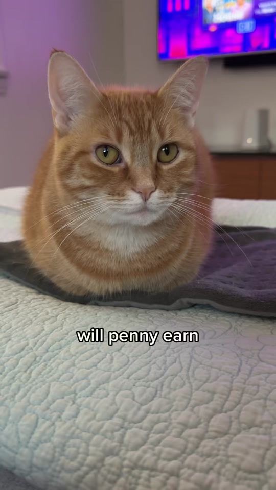 TikTok video thumbnail by pennythegingercat