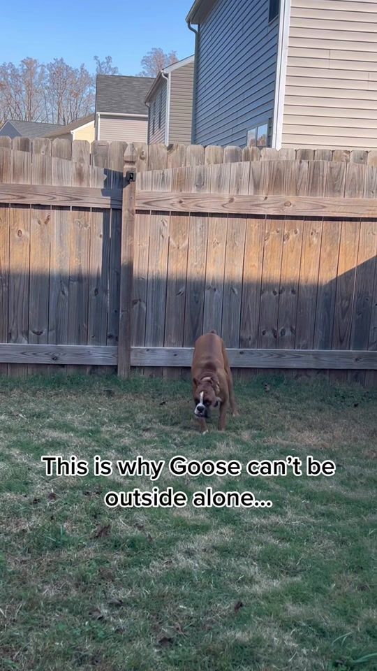 TikTok video thumbnail by goosetheboxer