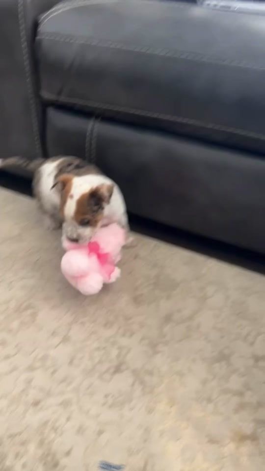 TikTok video thumbnail by kynlipage33
