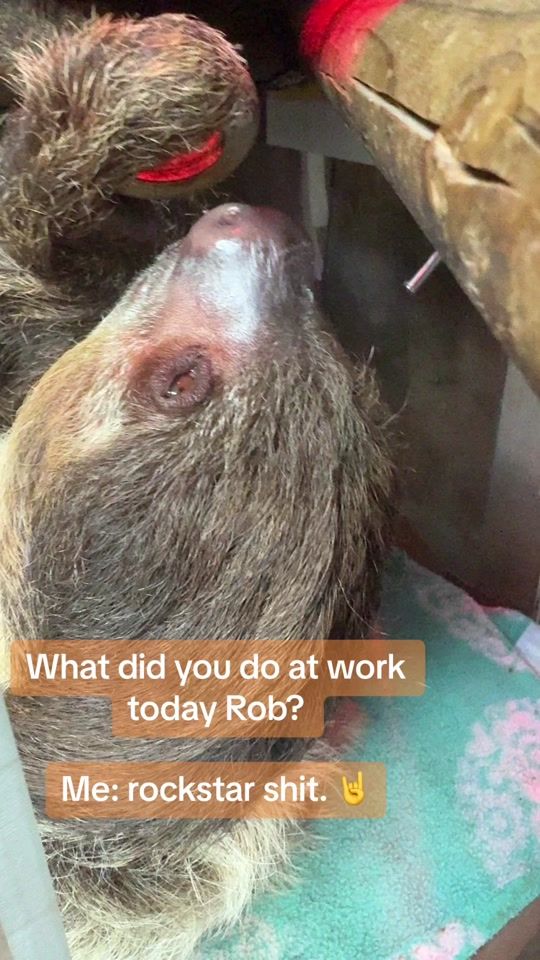 TikTok video thumbnail by robs.reviv