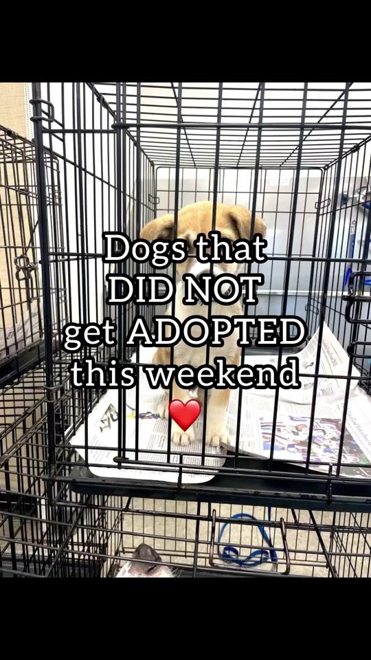 TikTok video thumbnail by thefosterdogtales