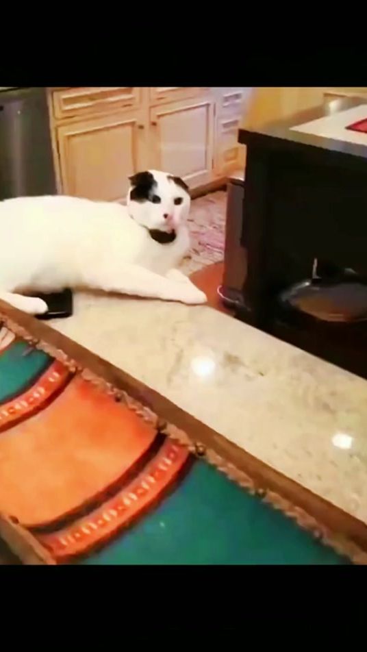 TikTok video thumbnail by petproduct6