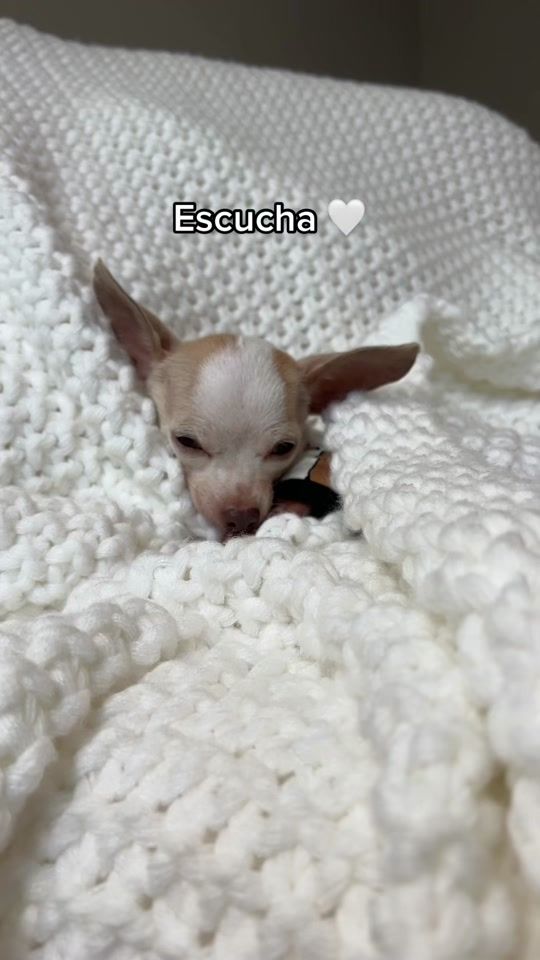 TikTok video thumbnail by dobby_elchihuahua4