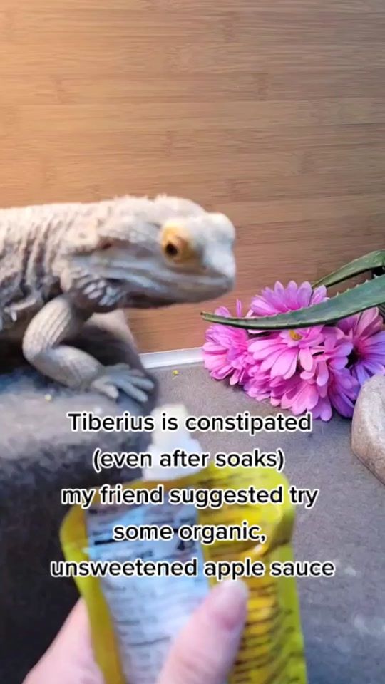 TikTok video thumbnail by abbyexotics