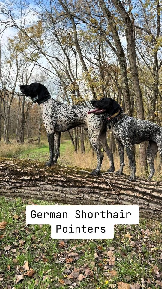 TikTok video thumbnail by zionshorthairs