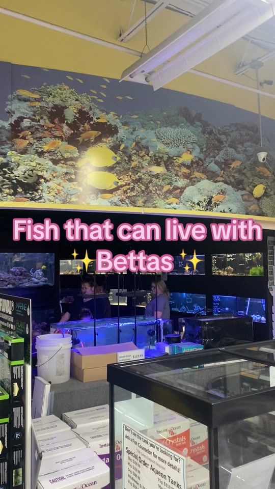 TikTok video thumbnail by petlandpetspensacola