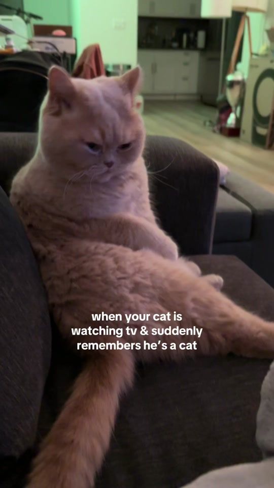 TikTok video thumbnail by dunkindonutcat