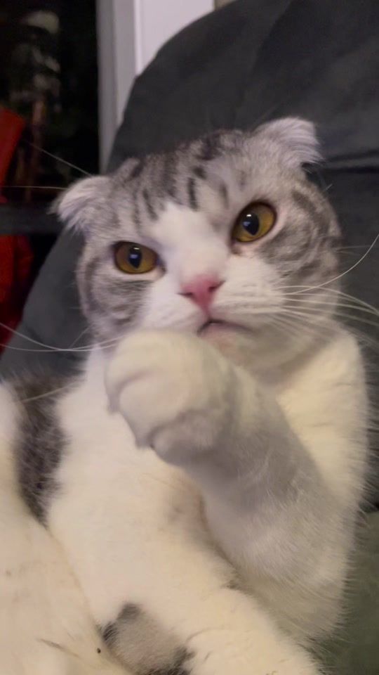 TikTok video thumbnail by cosmothefold