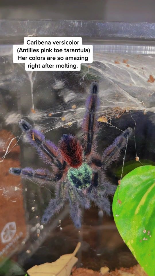 TikTok video thumbnail by jessica_arachnid