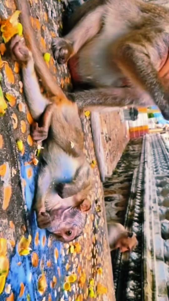 TikTok video thumbnail by shitcreeksurvivorhtx