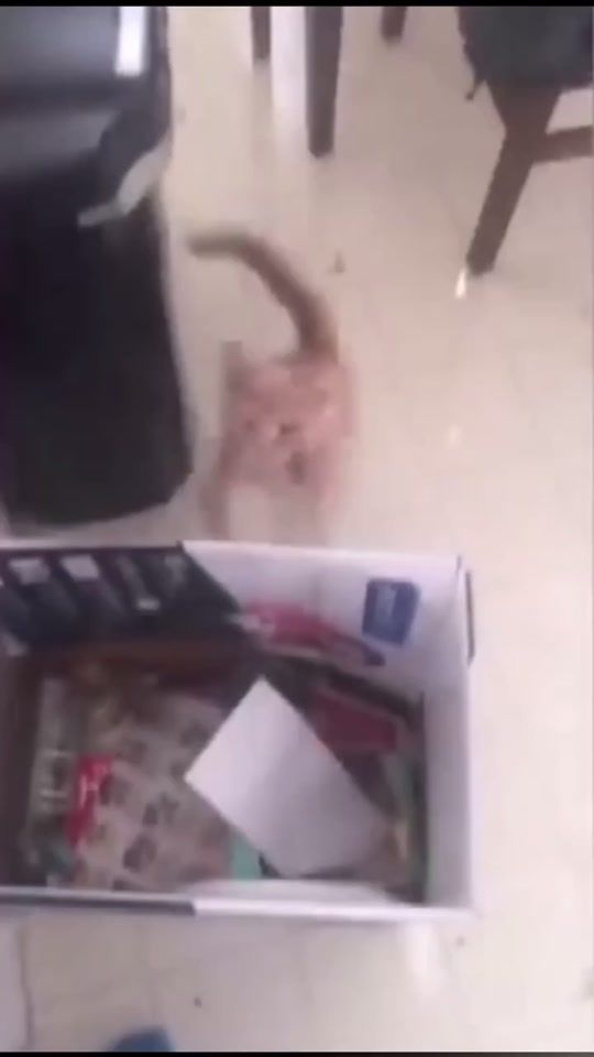 TikTok video thumbnail by catdogdraw