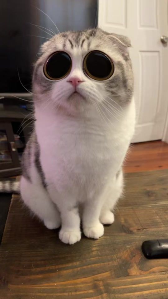 TikTok video thumbnail by cosmothefold