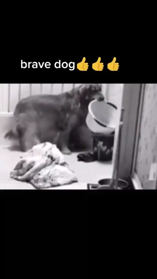 TikTok video thumbnail by petdog_angel
