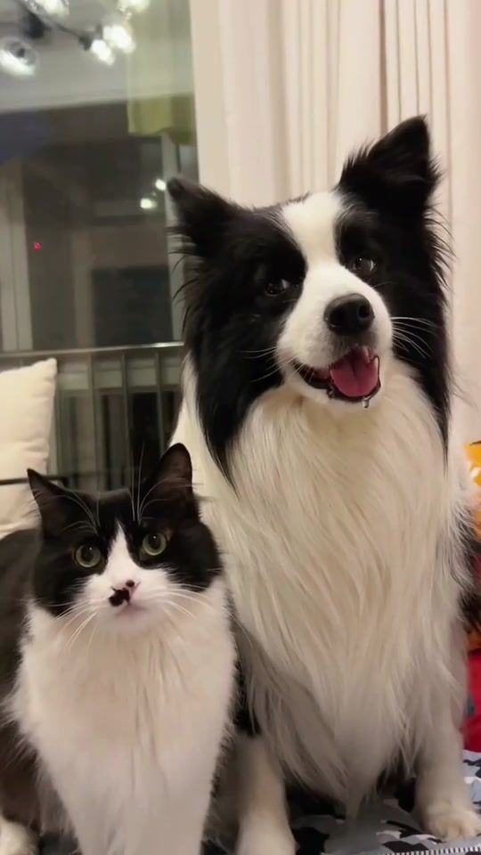 TikTok video thumbnail by tacoschoice