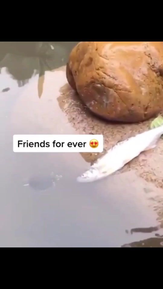 TikTok video thumbnail by wwy6534