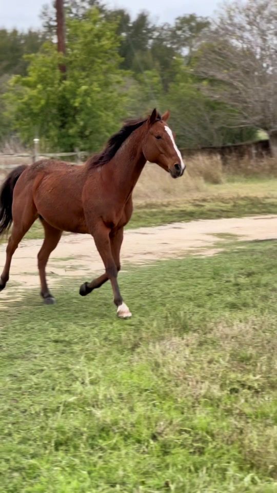 TikTok video thumbnail by texashorsegirl
