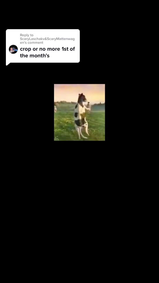 TikTok video thumbnail by hello_willowpark
