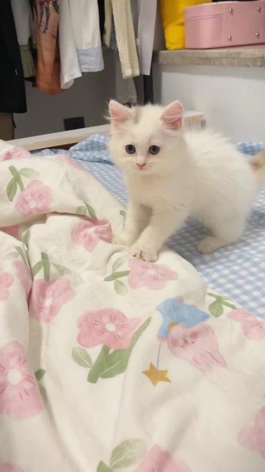 TikTok video thumbnail by linqiqi19