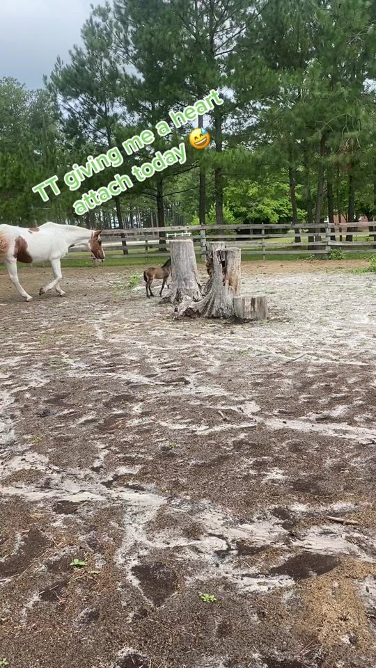 TikTok video thumbnail by nortons_farm