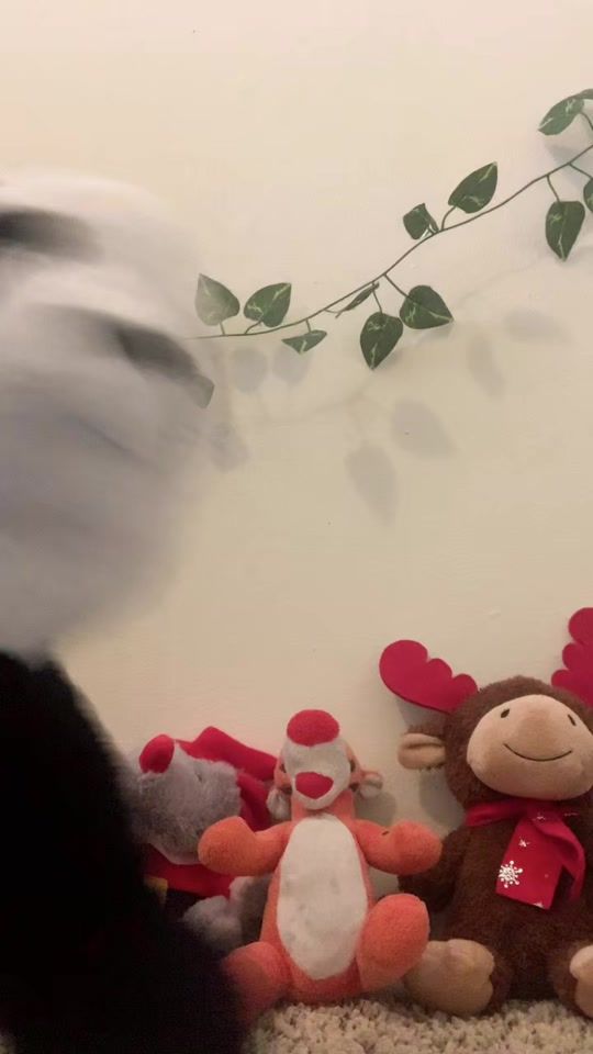 TikTok video thumbnail by panda_perreadorr