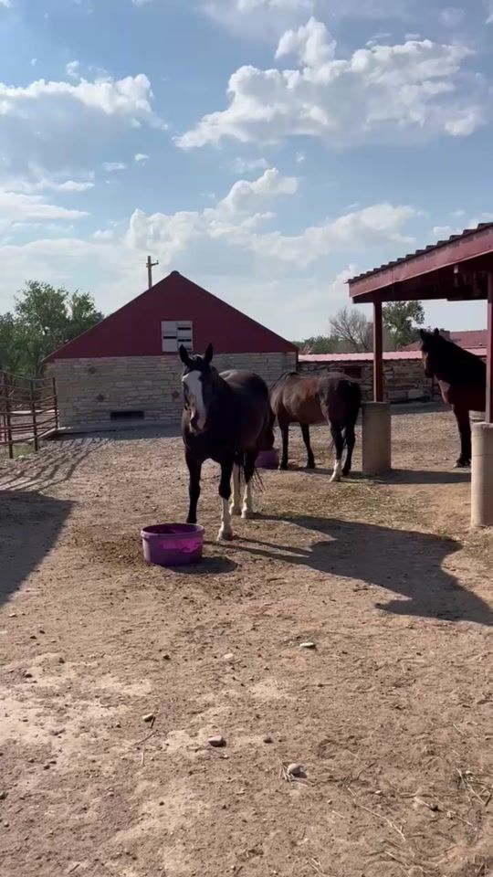 TikTok video thumbnail by calpolyrodeo