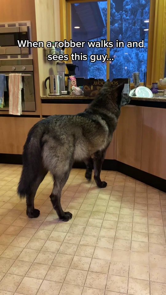 TikTok video thumbnail by runningwithwolfdogs