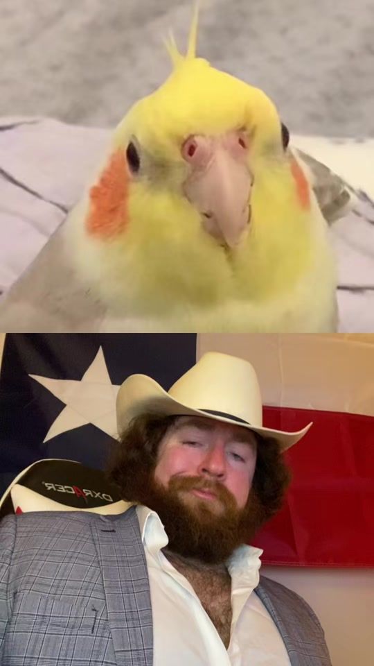 TikTok video thumbnail by hwhathairyhare