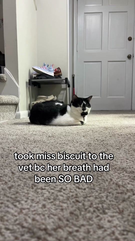 TikTok video thumbnail by mibicket