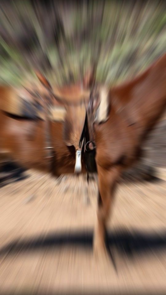 TikTok video thumbnail by premiermulesale