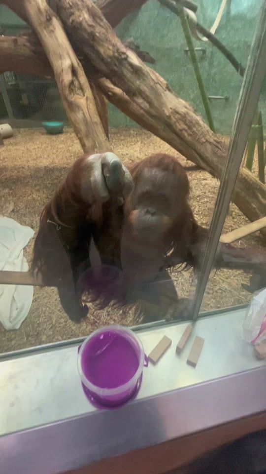 TikTok video thumbnail by pointingorangutan