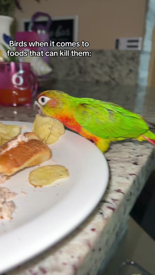 TikTok video thumbnail by juniperthebird