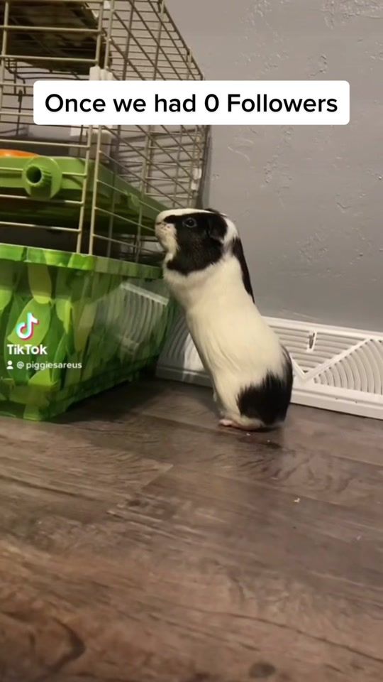 TikTok video thumbnail by piggiesareus