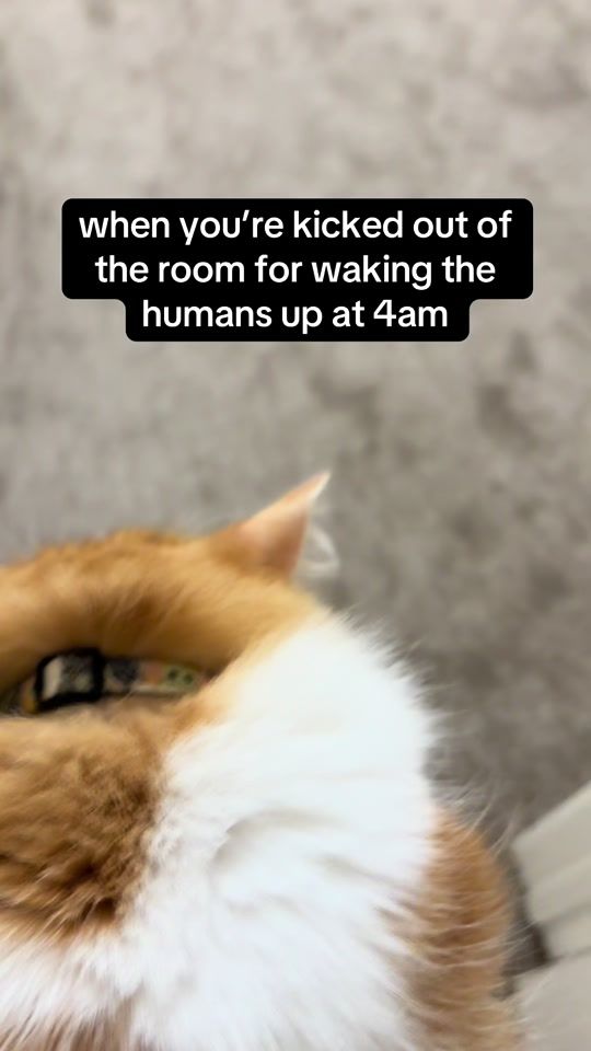 TikTok video thumbnail by leo_hates_mirrors