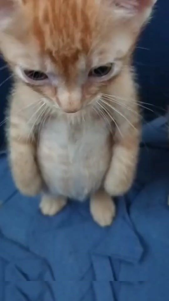 TikTok video thumbnail by chenxxet7qe