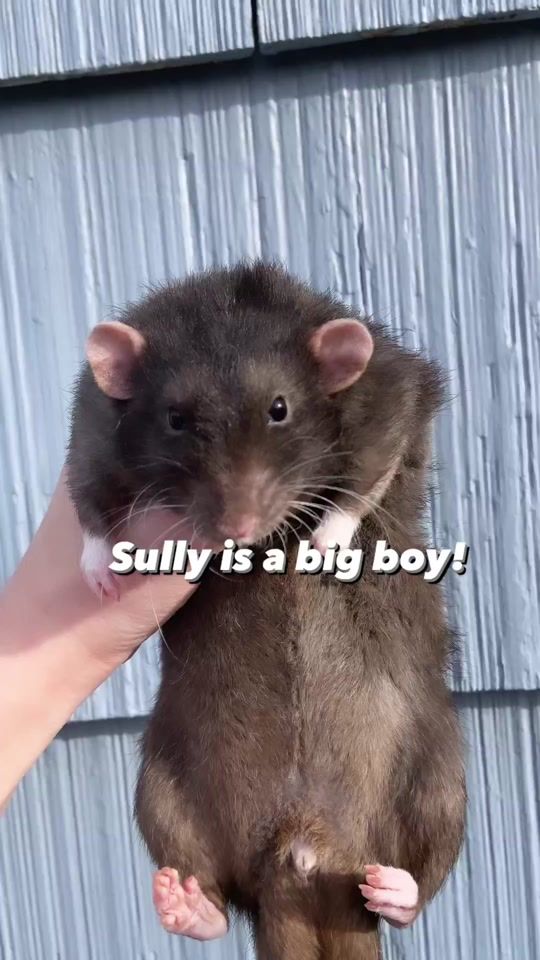 TikTok video thumbnail by good_rats