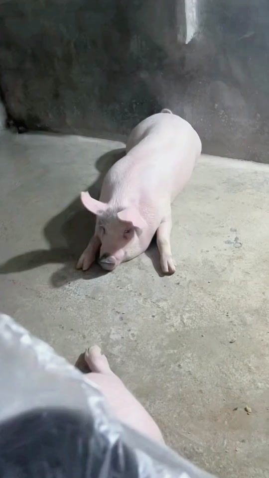 TikTok video thumbnail by pigpig215