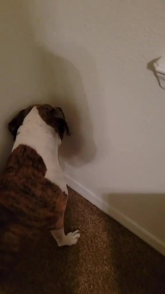 TikTok video thumbnail by user659063627