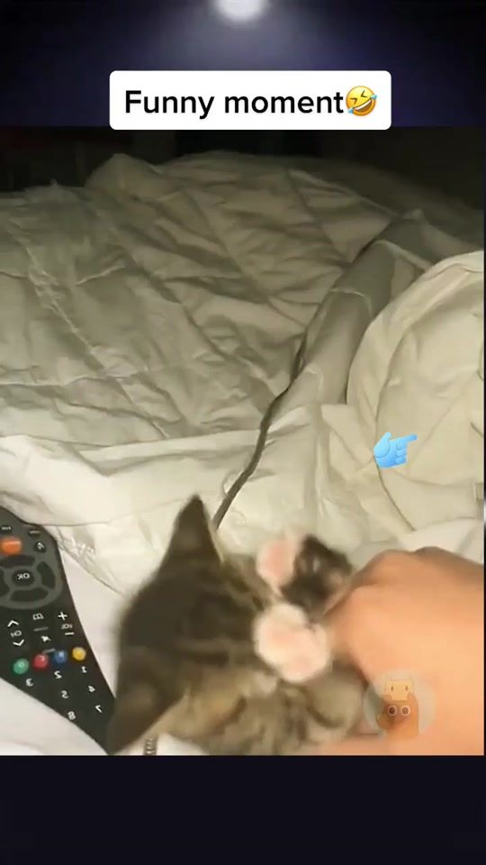 TikTok video thumbnail by petsfunnyvideo0