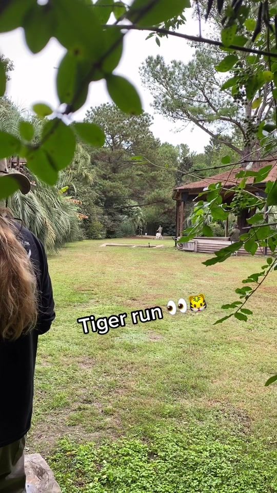 TikTok video thumbnail by myrtlebeachsafari