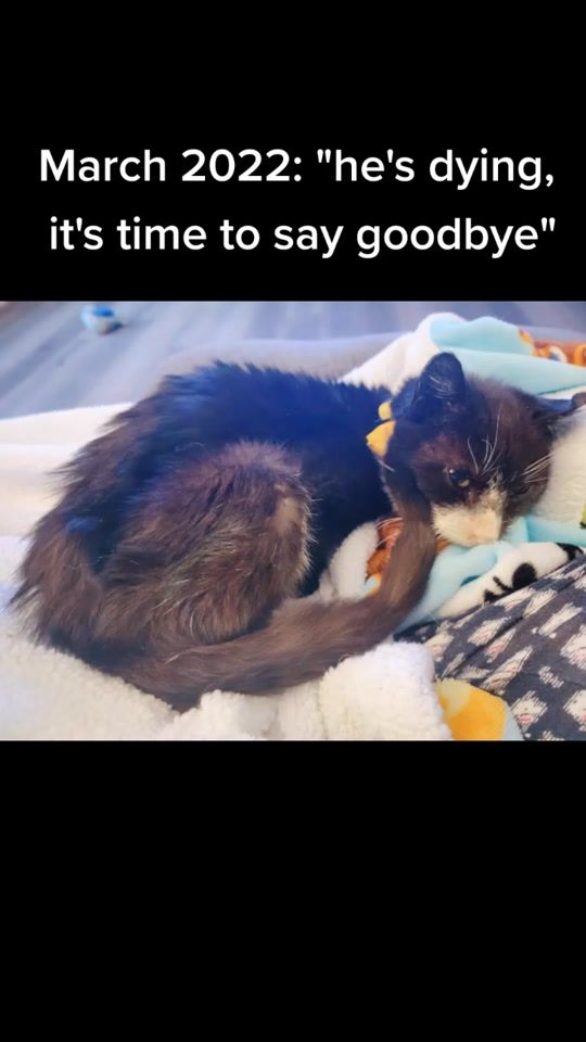 TikTok video thumbnail by ssgeorgiethecat