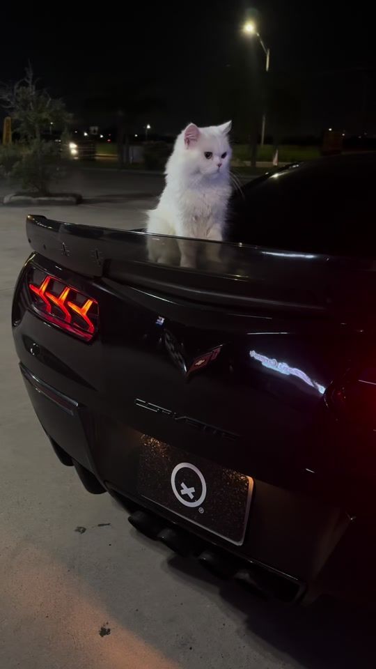 TikTok video thumbnail by z06yahir