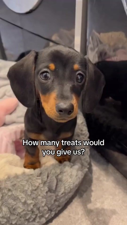 TikTok video thumbnail by officialpupcup