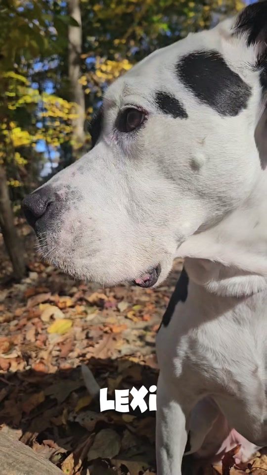TikTok video thumbnail by adoptpupsdc