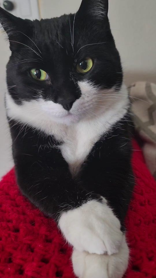 TikTok video thumbnail by cat_missy_moo