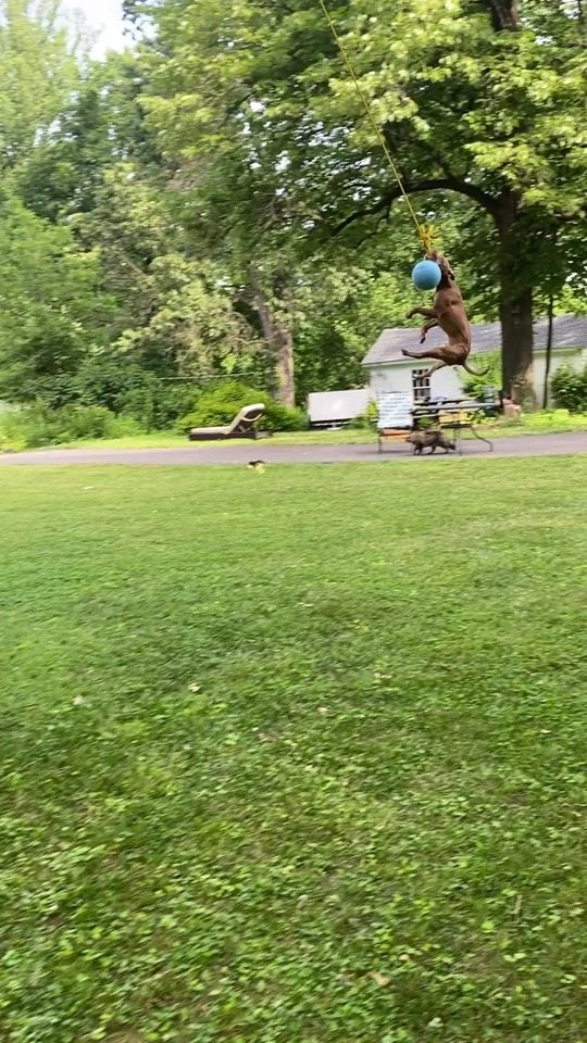 TikTok video thumbnail by pittybulls