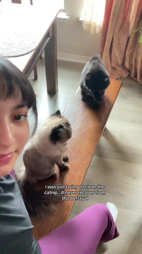TikTok video thumbnail by petrichormoonbeam