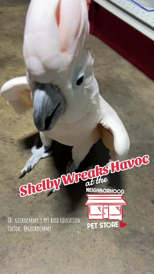 TikTok video thumbnail by geckoemmy