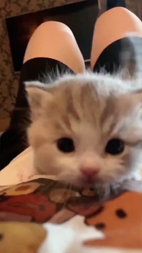 TikTok video thumbnail by linqiqi19