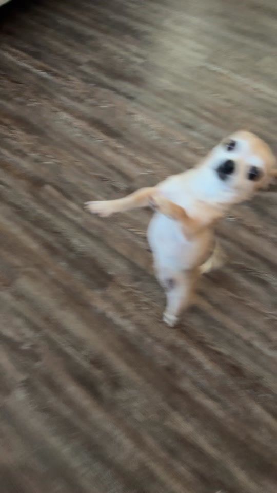 TikTok video thumbnail by bellanjanie