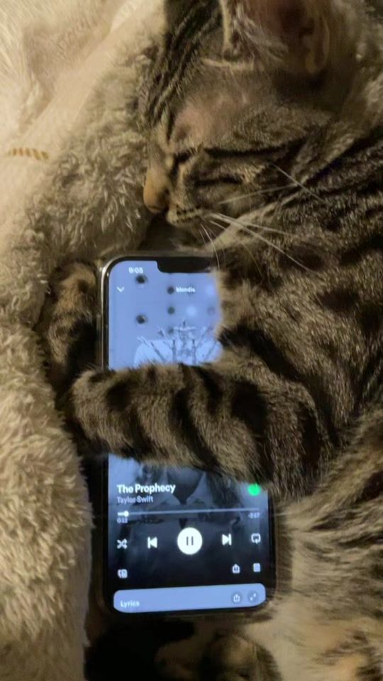 TikTok video thumbnail by leothebengalcat3
